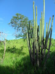 Cephalocereus scoparius