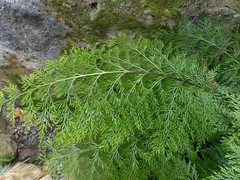 Asplenium daucifolium