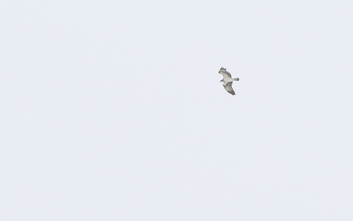 Orao ribič (Pandion haliaetus)