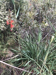 Watsonia angusta