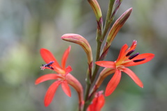 Watsonia angusta