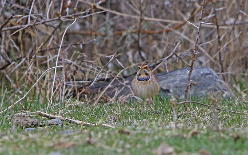Modrovoljka (Luscinia svecica)