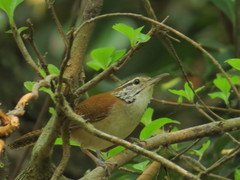 Cantorchilus leucotis