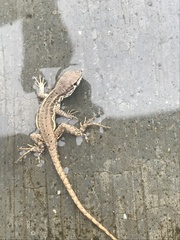 Leiocephalus raviceps