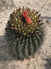 Ferocactus wislizeni