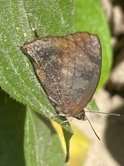 Arhopala bazalus