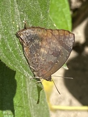 Arhopala bazalus
