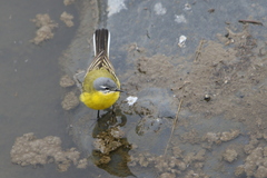 Motacilla flava beema