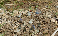Polyommatus thersites