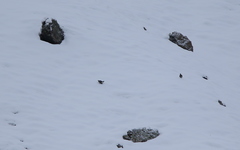 Tetraogallus caucasicus