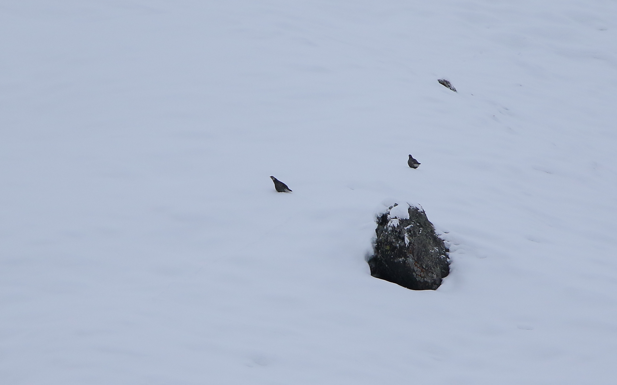 Caucasian grouse