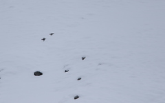 Tetraogallus caucasicus