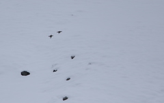 Tetraogallus caucasicus