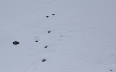 Tetraogallus caucasicus