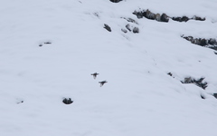 Tetraogallus caucasicus