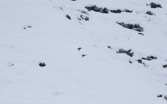 Tetraogallus caucasicus