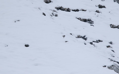 Tetraogallus caucasicus