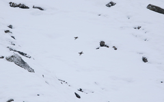 Tetraogallus caucasicus