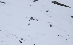 Tetraogallus caucasicus