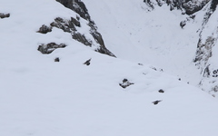 Tetraogallus caucasicus