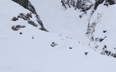 Tetraogallus caucasicus