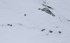 Tetraogallus caucasicus