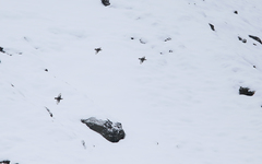 Tetraogallus caucasicus