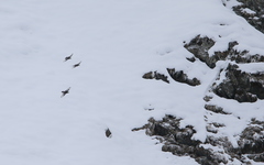 Tetraogallus caucasicus