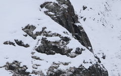 Tetraogallus caucasicus