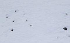 Tetraogallus caucasicus