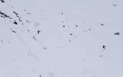 Tetraogallus caucasicus