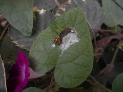 Harmonia axyridis