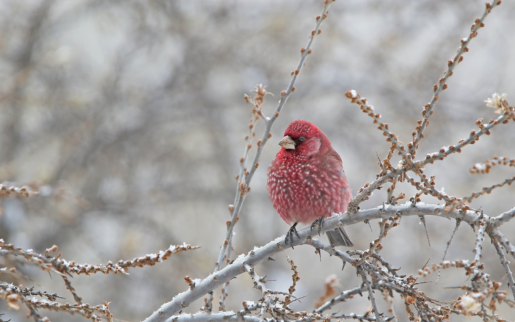 Great Rosefinch illustration