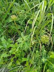 Trollius macropetalus