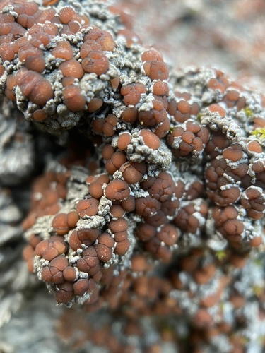 Blue Felt Lichen