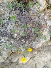 Heterotheca mucronata