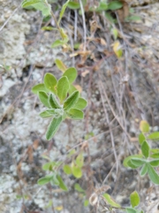 Heterotheca mucronata