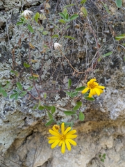 Heterotheca mucronata