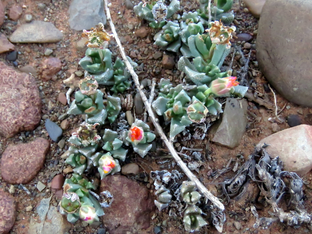 Stomatium angustifolium