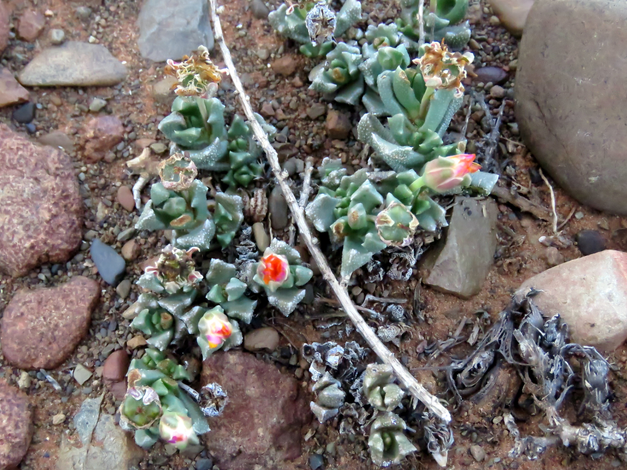 Mesembryanthemum recumbens N.E.Br. 3