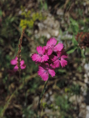 Dianthus balbisii