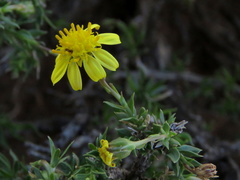 Osteospermum microphyllum