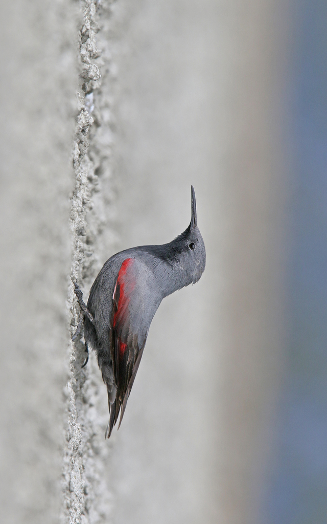 Wallcreeper