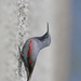 Wallcreeper - Photo (c) Christoph Moning, some rights reserved (CC BY), uploaded by Christoph Moning