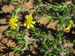 Osteospermum microphyllum