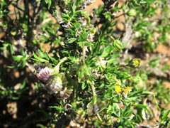 Osteospermum microphyllum