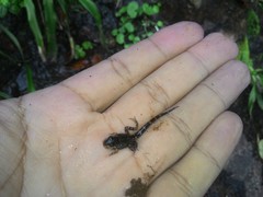 Thoropa miliaris