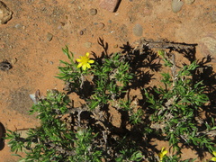 Osteospermum microphyllum