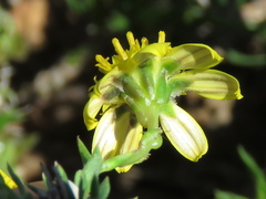 Osteospermum microphyllum