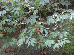 Sambucus sibirica